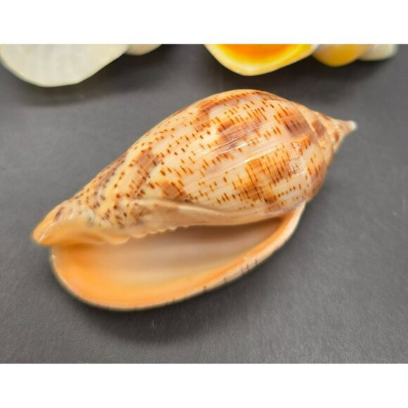 Natural Seashells Snail Hermit Crab Spiral Shells & Volute Cymbiola DH1363 - Picture 6 of 8